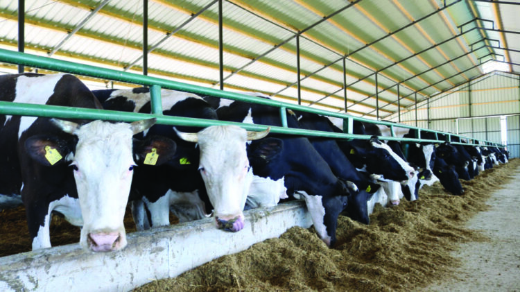 40% e fermave të kafshëve në Shqipëri përdorin antibiotikë! Ja si ndikon tek njeriu