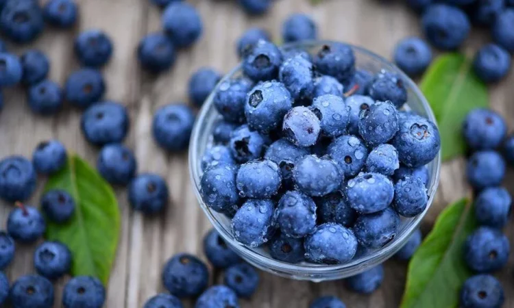 Boronicat, fruti që përmirëson shëndetin mendor dhe fizik