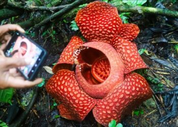 Cila është lulja më e madhe në botë dhe ku rritet ajo