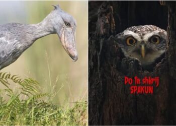 Rama e krahasoi me “bufin e kënetës”, Berisha i përgjigjet me shpendin “sqep këpucë”