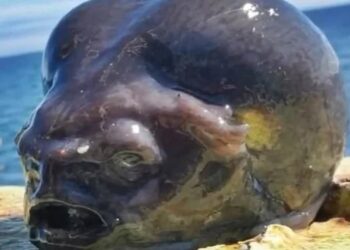 Pamje të frikshme! Kapet gjallesa “misterioze” në brigjet ruse!