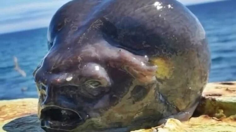 Pamje të frikshme! Kapet gjallesa “misterioze” në brigjet ruse!