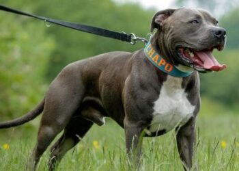 E rëndë në Itali/ Pitbulli sulmon për vdekje foshnjën 9-muajshe