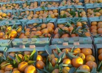 Mandarinat me pesticide/ Si gënjente AKU në dhjetor! Prokuroria thotë se u hodhën në treg