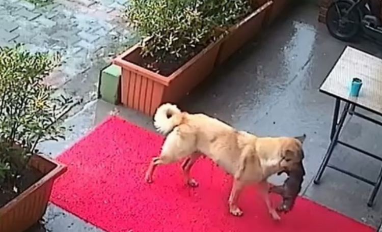 Video prekëse, qeni dërgon të voglin e sëmurë në veterinari