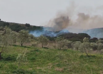 Zjarr në Fier, rrezikohen tokat me ullinj