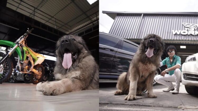 Vlerë rekord, shitet për këtë çmim qeni më i shtrenjtë në botë!