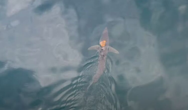 Video/ Oktapodi ecën mbi kokën e një peshkaqeni në lëvizje, pamje mahnitëse