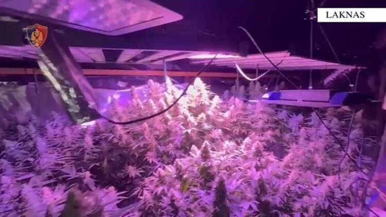 “Shtëpia e barit” në Laknas/ Arrestohen dy vëllezërit dhe punonjësi i OSHEE, në hetim babai (Emrat)