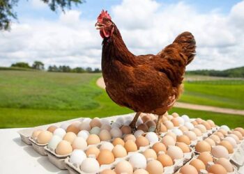 Gripi i shpendëve rrezikon tregun, mund të rritet çmimi i vezëve