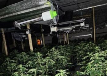 Francë/ U kap duke punuar në fermë kanabisi, dënohet me tre vite burg i riu shqiptar