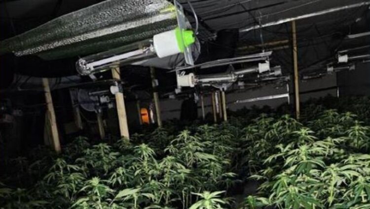 Francë/ U kap duke punuar në fermë kanabisi, dënohet me tre vite burg i riu shqiptar