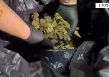 Me 34 kg kanabis gati për shitje, arrestohet i riu dhe shpallet në kërkim 36-vjeçari