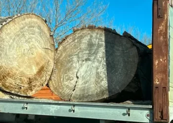 Tendera abuzivë/ DW: Shpyllëzimi, “uria” italiane për pyjet shqiptare