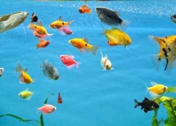 Sa kohë jetojnë peshqit në akuarium?