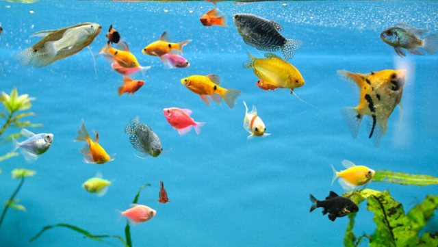 Sa kohë jetojnë peshqit në akuarium?