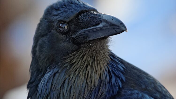 Edhe këtë nuk e kishim dëgjuar kurrë! Korbat mbajnë mend fytyrat dhe mbajnë mëri për mbi 17 vite?