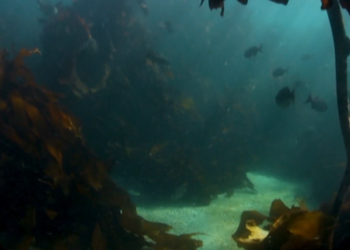 Algat 7000 vjeçare kthehen në jetë