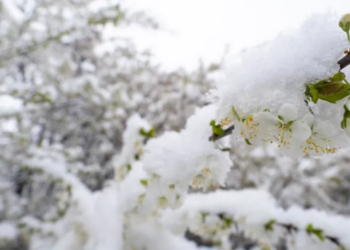 Temperaturat e ulëta fundosin frutikulturën në Korçë, Peshkopi dhe Kukës