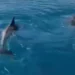 Pamje të mrekullueshme! Delfinët ‘luajnë’ pranë gomones me turistë në gjirin e Vlorës