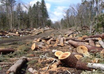 Oreksi i Italisë për dru po nxit shkatërrimin e pyjeve në Shqipëri