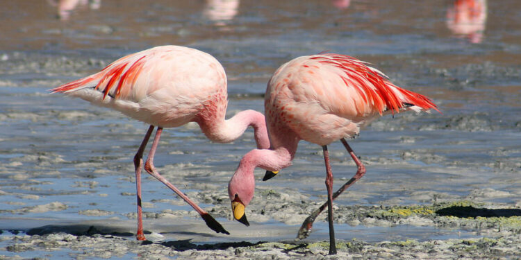 Rikthehen Flamingot në Nartë/ Laguna shndërrohet në një mozaik ngjyrash dhe elegance