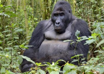 Janë njësoj si ju/ Një fakt interesant që nuk e keni ditur për gorillat!