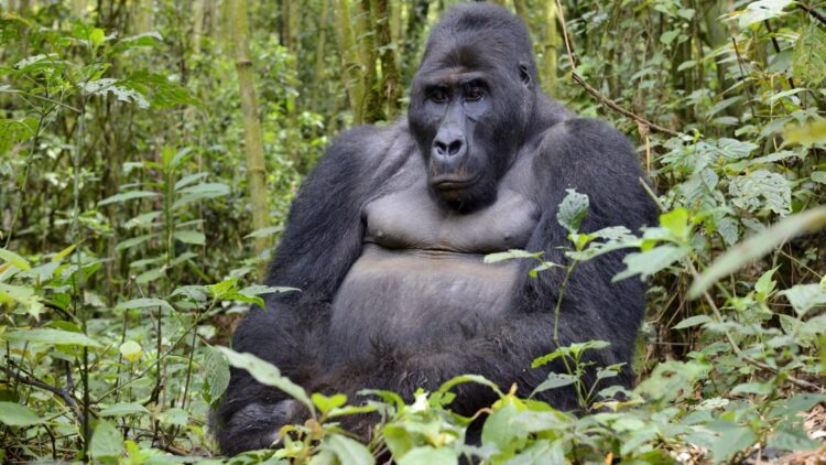 Janë njësoj si ju/ Një fakt interesant që nuk e keni ditur për gorillat!