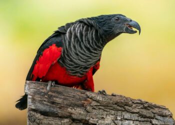 Ju njohim me me papagallin DRAKULA, specia që ka magjepsur biologët!
