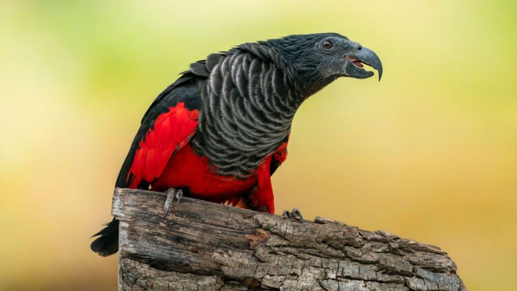 Ju njohim me me papagallin DRAKULA, specia që ka magjepsur biologët!
