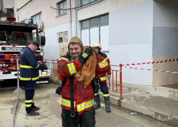 Ngjarja në Shkozë,  zjarrfikësi bëhet “hero” i maces që nuk largohet nga krahët e tij
