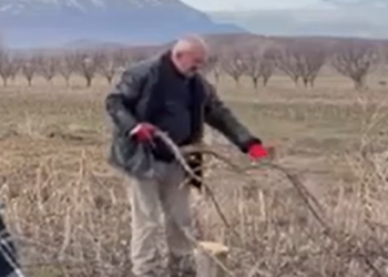 “Nuk mjaftojnë”/ Fermerët e Korçës ankohen për subvencionet