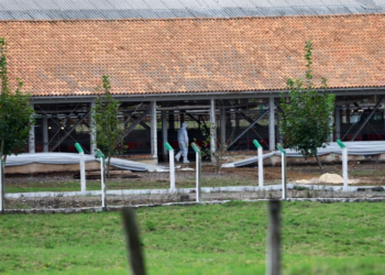 Gripi i shpendëve, Brazilit s’i lejohet të eksportojë mish dhe shpendë në BE