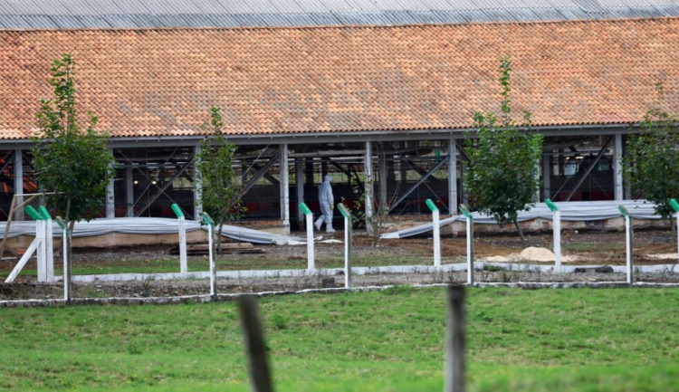 Gripi i shpendëve, Brazilit s’i lejohet të eksportojë mish dhe shpendë në BE