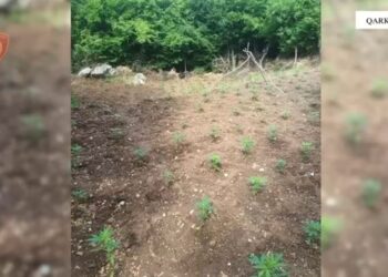 Asgjësohen mbi 1 mijë fidanë kanabis në Shkodër, asnjë i arrestuar
