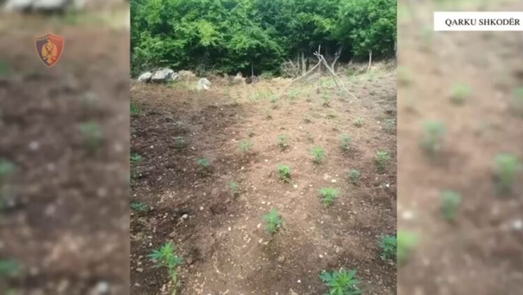 Asgjësohen mbi 1 mijë fidanë kanabis në Shkodër, asnjë i arrestuar