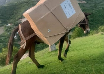 Kukës, materialet zgjegjore transportohen me mushka në qendrat e votimit