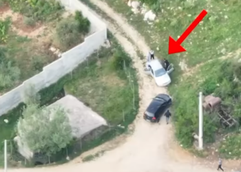 Kultivuan 212 rrënjë kanabis në Krujë, vihen në pranga 2 kushërinjtë