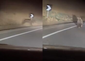 Arusha “surprizon” shoferët, del në Rrugën e Arbrit