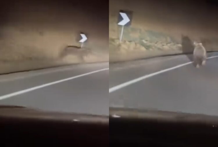 Arusha “surprizon” shoferët, del në Rrugën e Arbrit