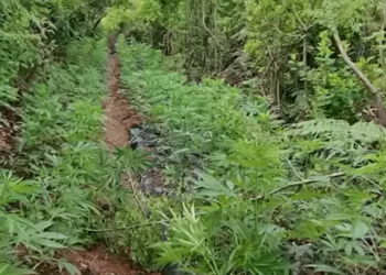 Zbulohet parcela me 1200 bimë kanabisi në Shkodër, e pësojnë rojet e Pyjores