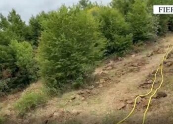 Akuzohet se kultivoi 1000 fidanë kanabis, arrestohet 63-vjeçari në Fier