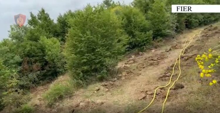 Akuzohet se kultivoi 1000 fidanë kanabis, arrestohet 63-vjeçari në Fier