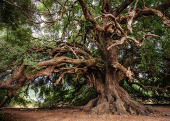 I paraprin piramidave egjipitiane, njihuni me pemën 4,800-vjeçare!