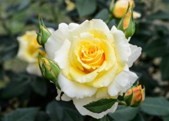 Gjeometria SEKRETE e trëndafilave mund të formësojë të ardhmen e robotikës