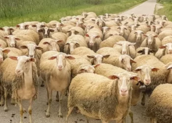 Bulqizë/ Murtaja, ngordhin 150 bagëti të imta në Val të Martaneshit