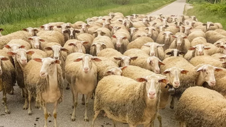 Bulqizë/ Murtaja, ngordhin 150 bagëti të imta në Val të Martaneshit