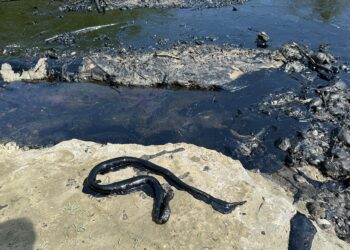 Skandal mjedisor në Parkun Kombëtar të Vjosës, Albpetrol derdh naftë në ‘zemër’ të lumit të fundit të egër të Evropës! Ngordhin gjallesat