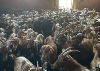 Bie murtaja tek kafshët në Shqipëri, preket ferma e dhive në Shkodër