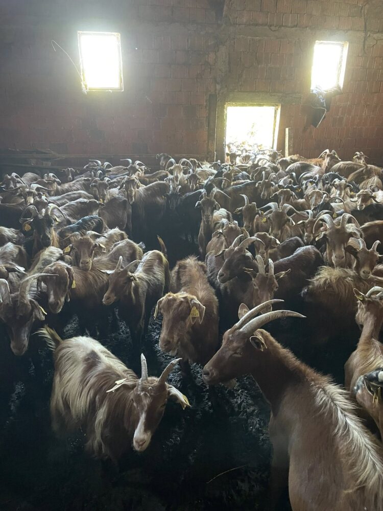 Bie murtaja tek kafshët në Shqipëri, preket ferma e dhive në Shkodër